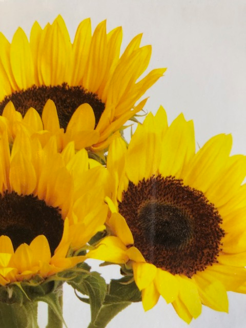 Sunflowers-639-688-880